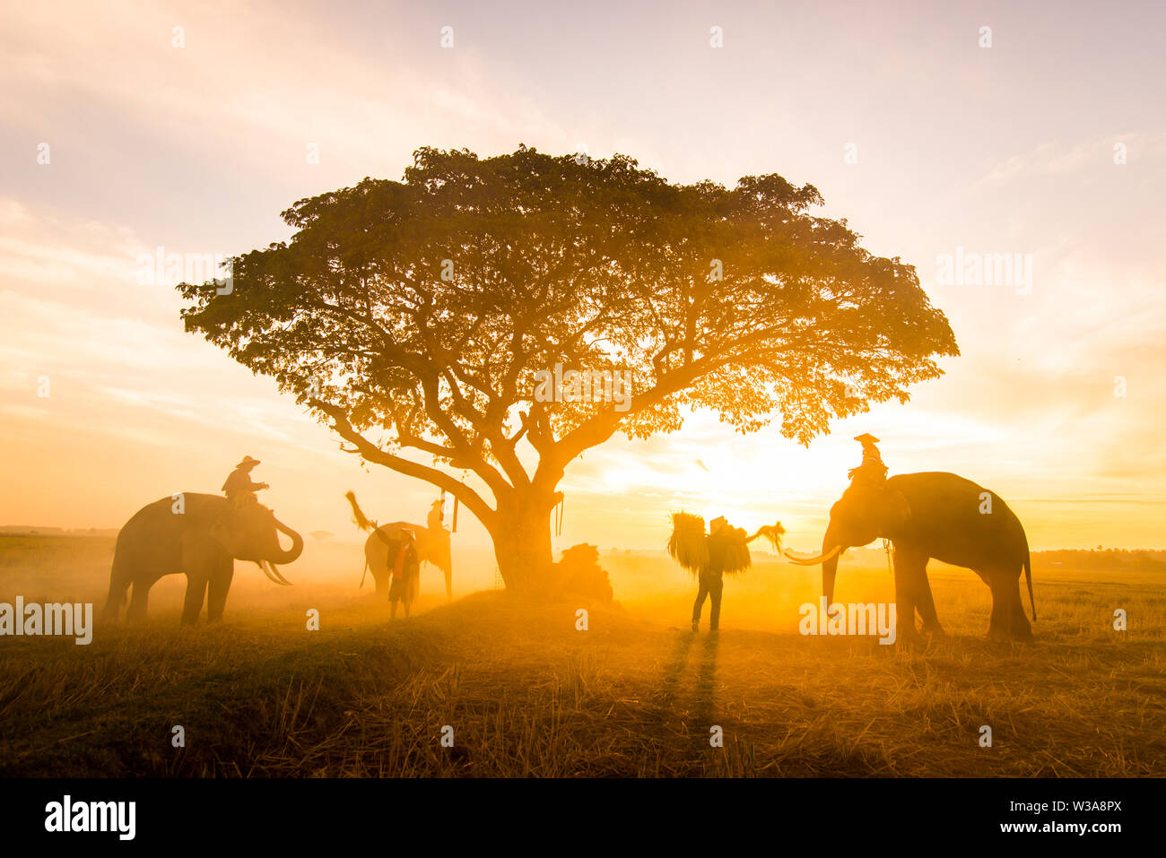 ellephants-and-farmers-in-asian-countryside-at-sunrise-thailand-thai