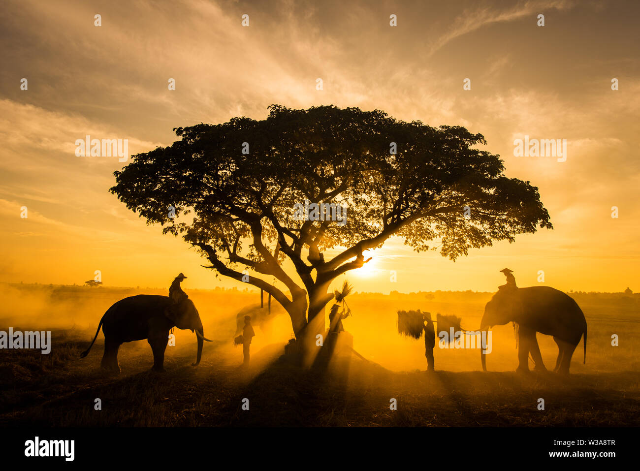 ellephants-and-farmers-in-asian-countryside-at-sunrise-thailand-thai