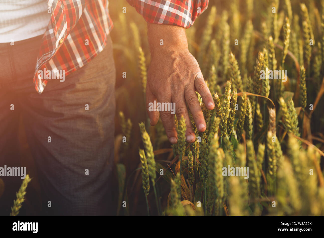 Man hand touching a golden wheat ear in the wheat field Stock Photo - Alamy