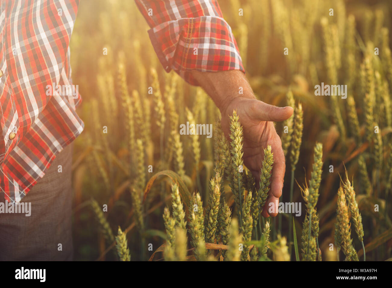 Man hand touching a golden wheat ear in the wheat field Stock Photo - Alamy