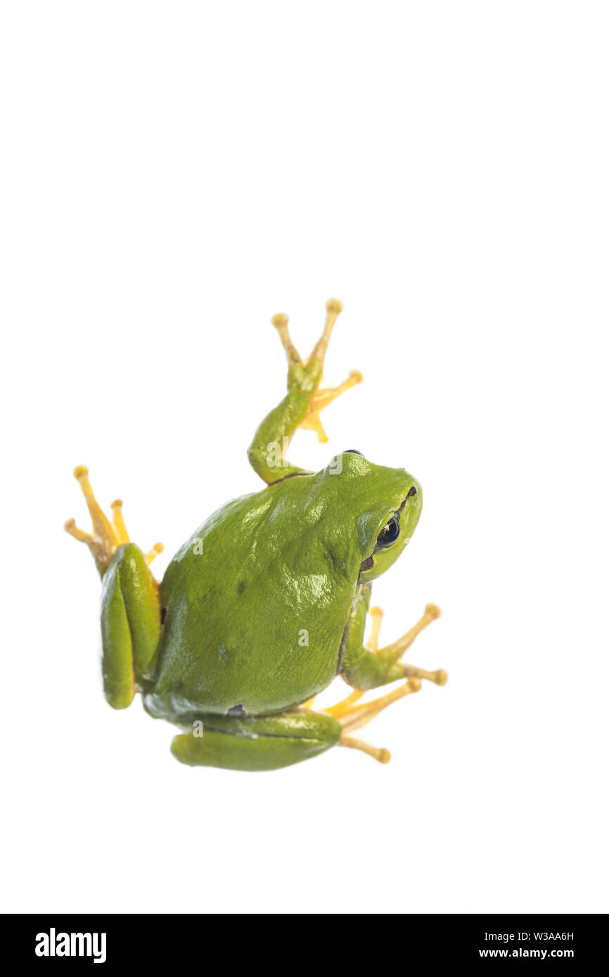 European tree frog (Hyla arborea) isolated on white background Stock Photo