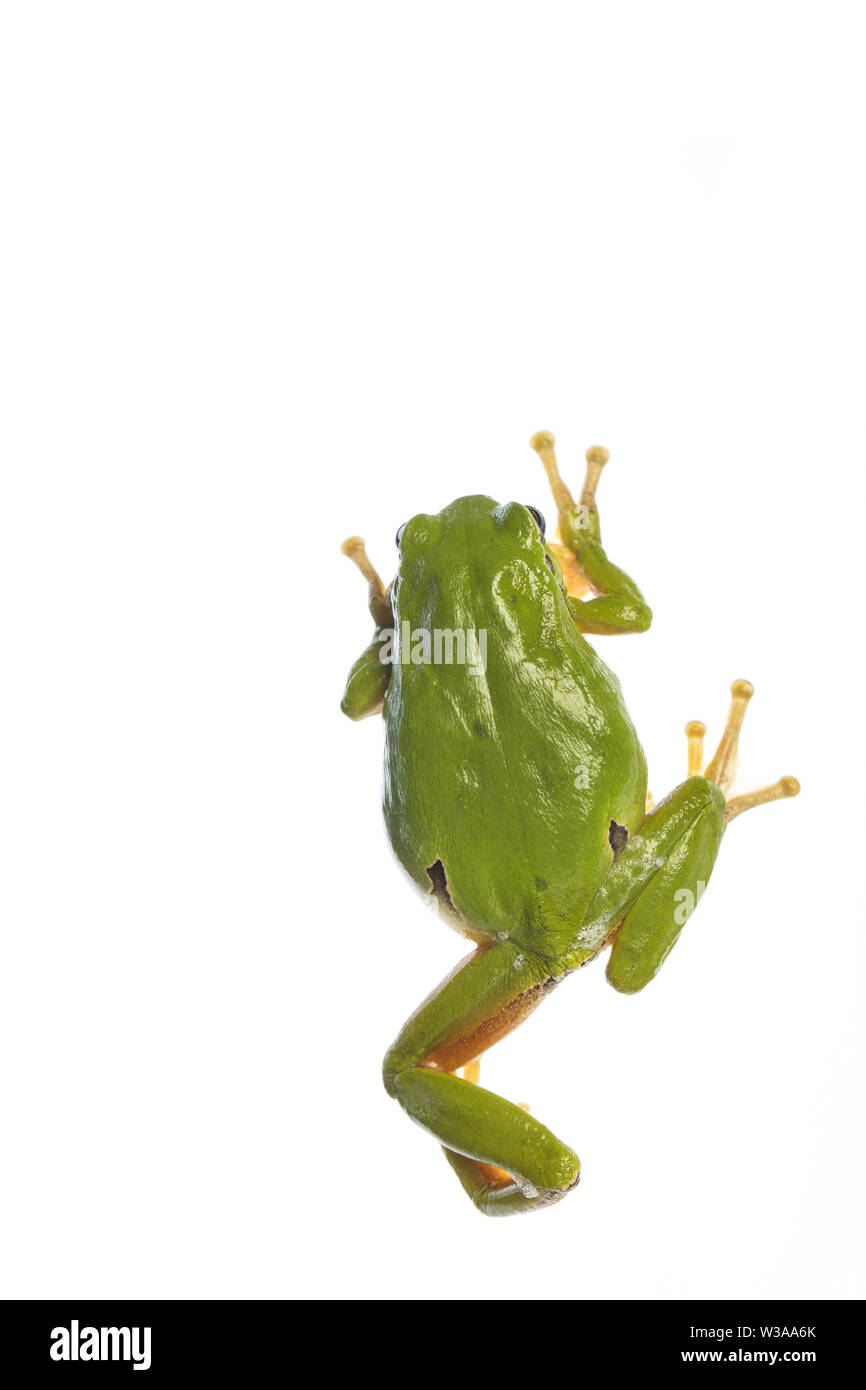 European tree frog (Hyla arborea) - climbing on the wihte background Stock Photo