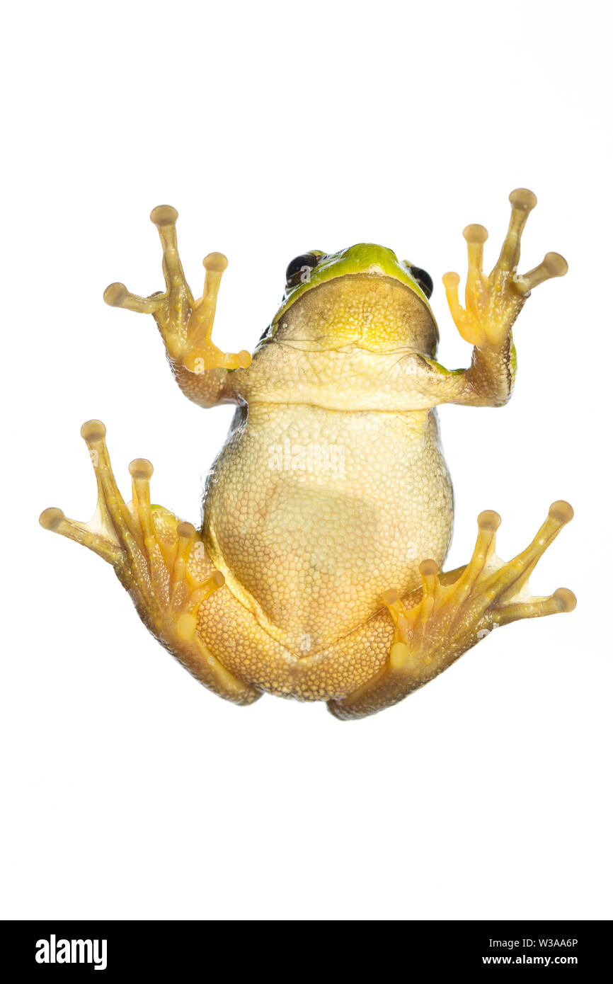 European tree frog (Hyla arborea) - climbing on glass with visible belly / bottom Stock Photo