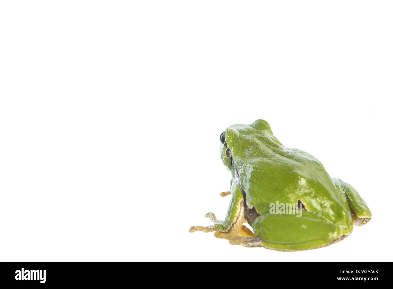 European tree frog (Hyla arborea) - looking at the white background Stock Photo