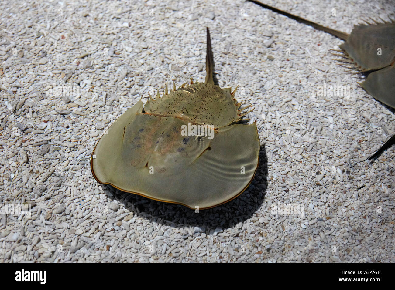 Simulation Tri-Spine Horseshoe Crab Stuffed Plush Toy - Lifelike 18 Inch Marine Animal, Realistic Details, Soft Plush