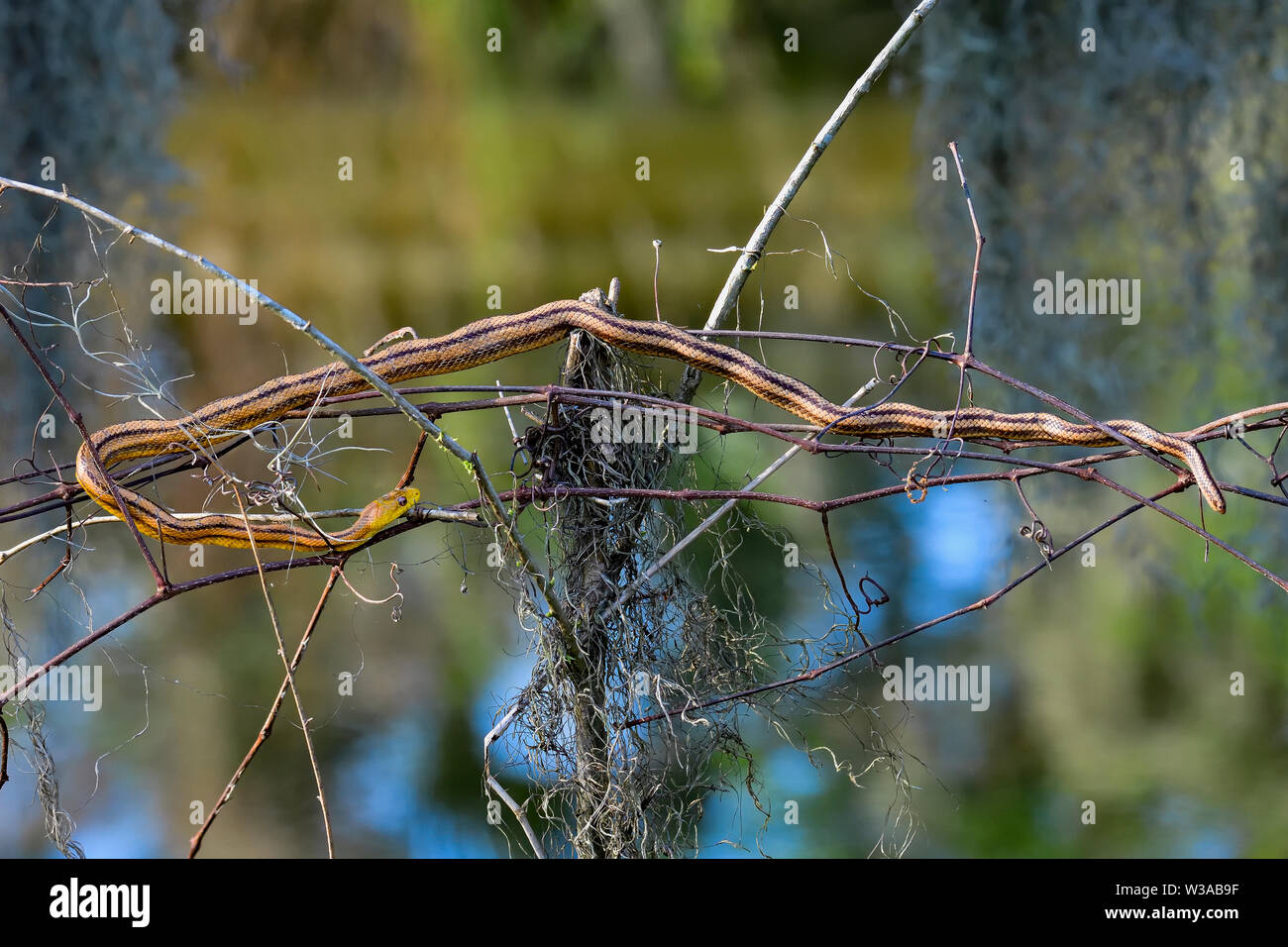 Perched Yellow Rat Snake is having some relaxation time. Stock Photo