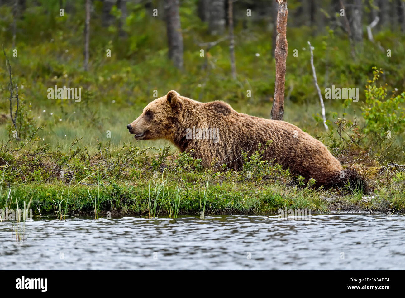 Brown bear is relaxing on the ground at the swamp lake in the forest. Stock Photo