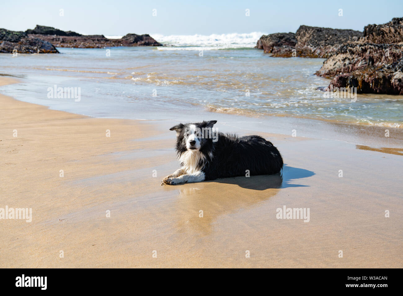black and white border collie lying on beach in Cornwall looking at camera Stock Photo