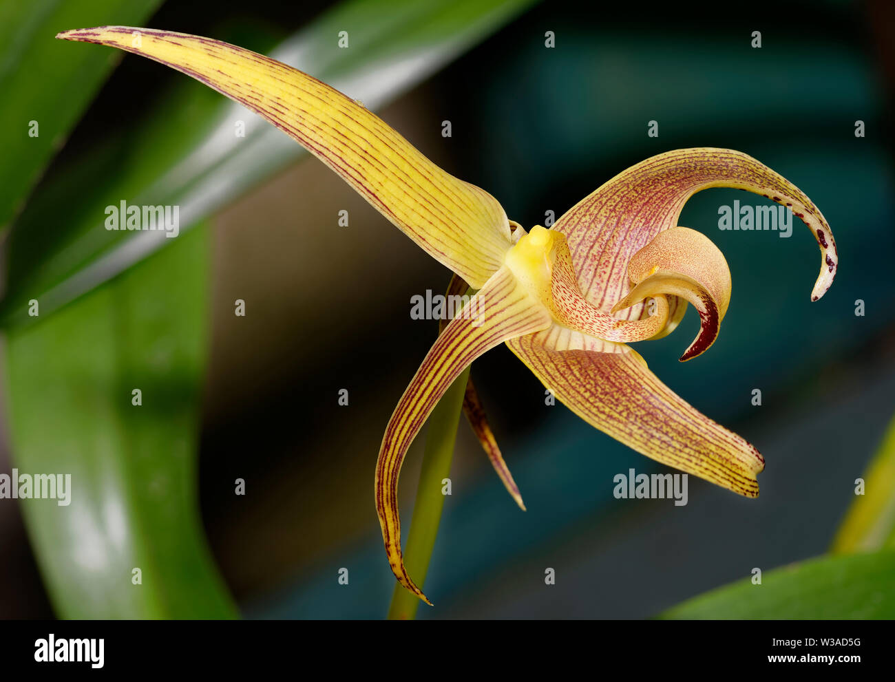 Lobb's Bulbophyllum Orchid - Bulbophyllum lobbii  epiphyte from Borneo, Indonesia, Malaysia, and the Philippines Stock Photo