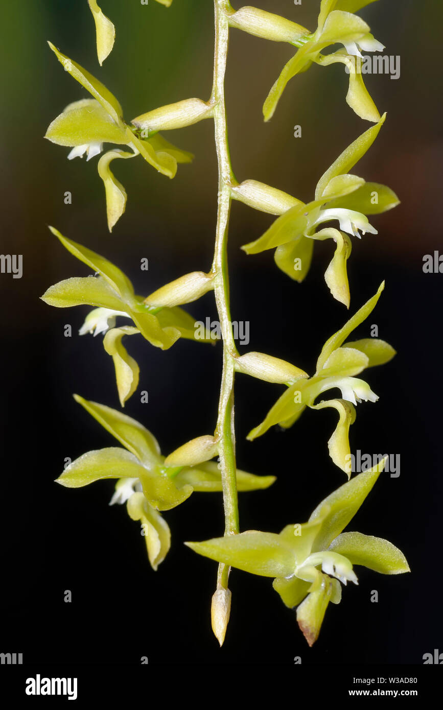 Pangasinan Dendrochilum Orchid - Dendrochilum pangasinanense  a Lithophyte from Philippines Stock Photo
