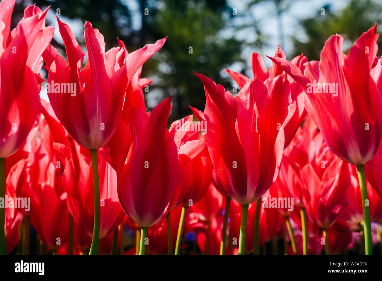 Blooming tulips flowers in as floral plant background Stock Photo - Alamy