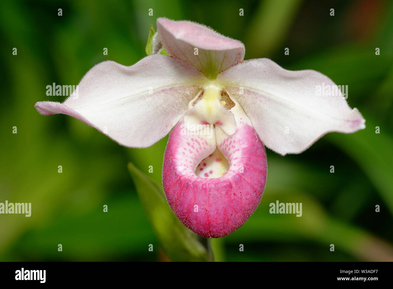 Schlimm's Phragmipedium Orchid - Phragmipedium schlimii  Slipper Orchid from Colombia Stock Photo