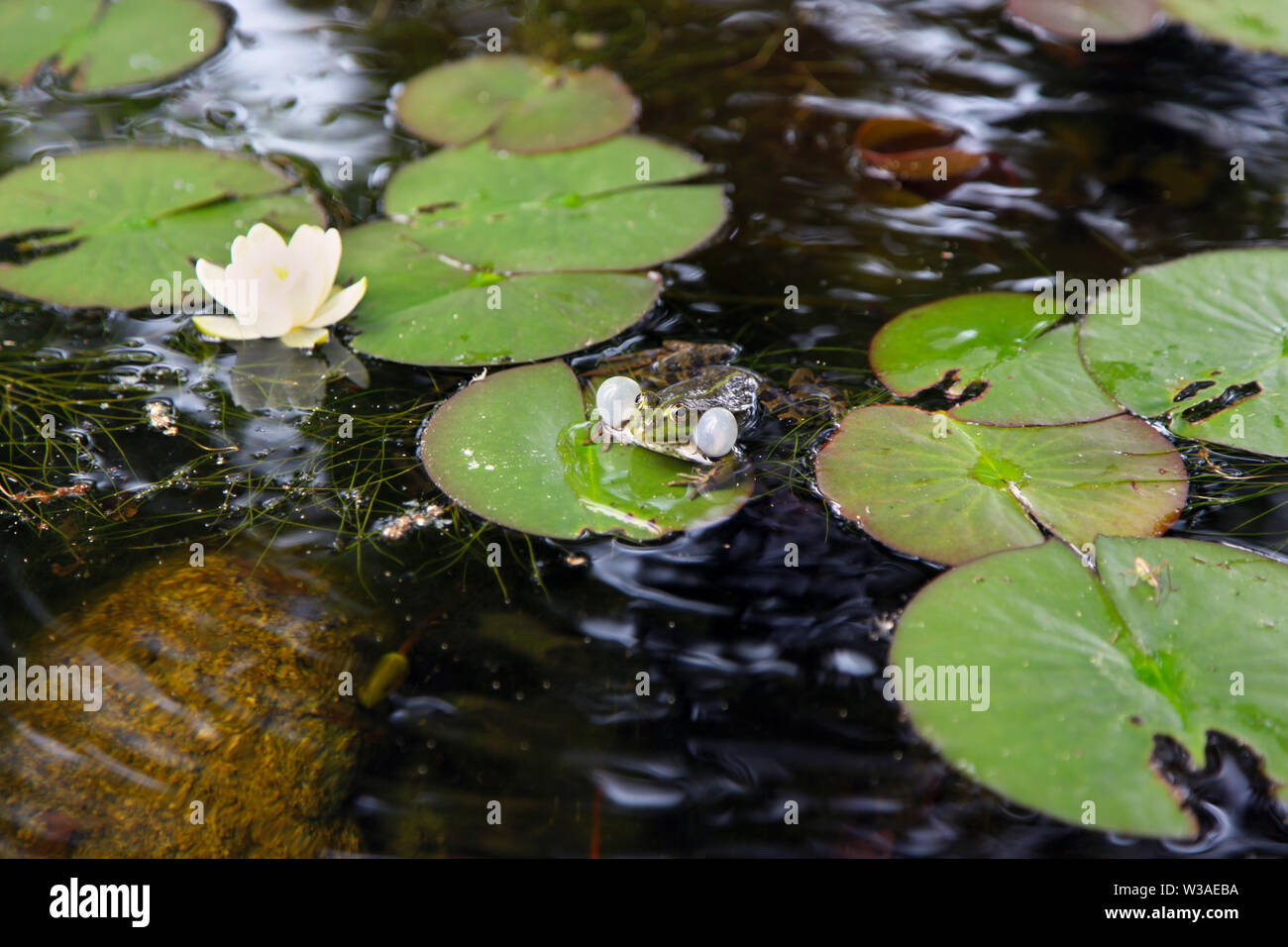 Frog on lily pad hires stock photography and images Alamy