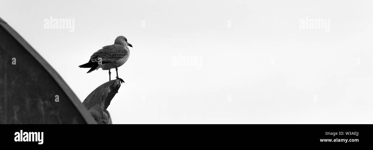 Black and white bird on the top of roof Stock Photo Alamy