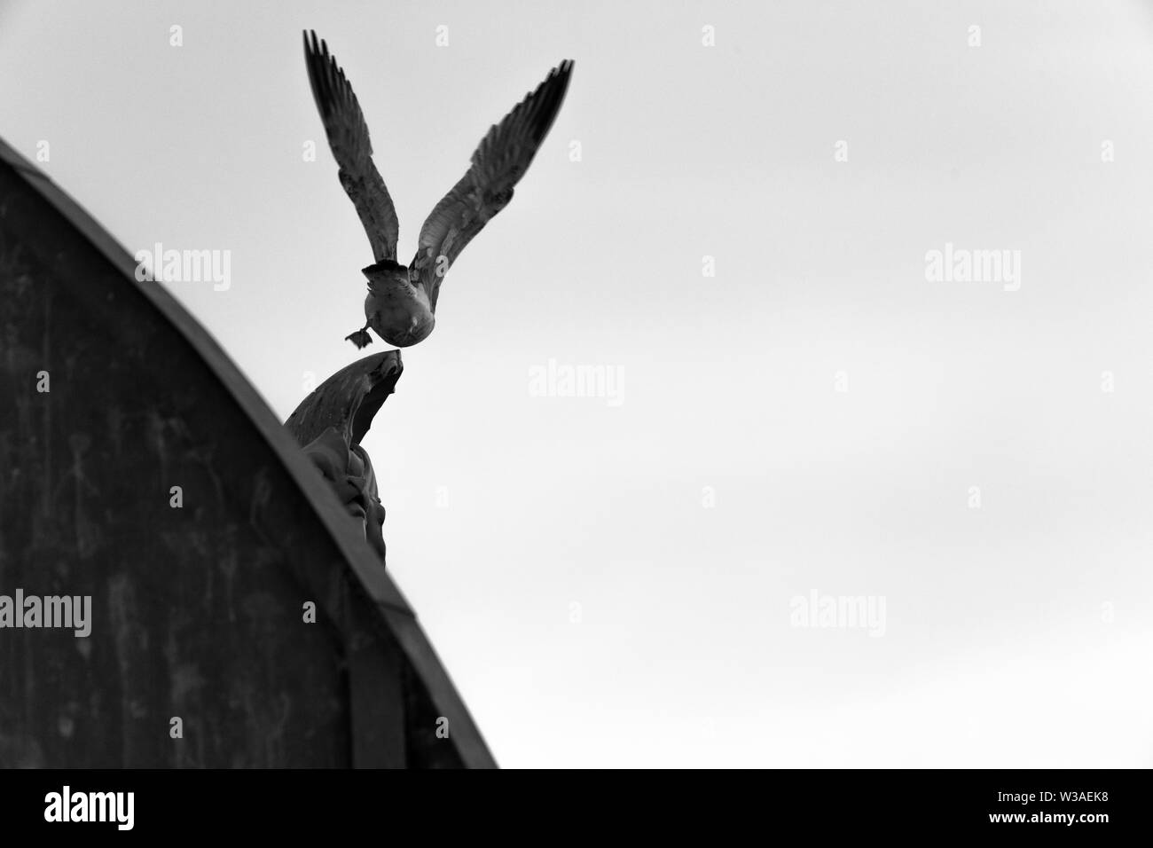 Black and white bird on the top of roof Stock Photo Alamy