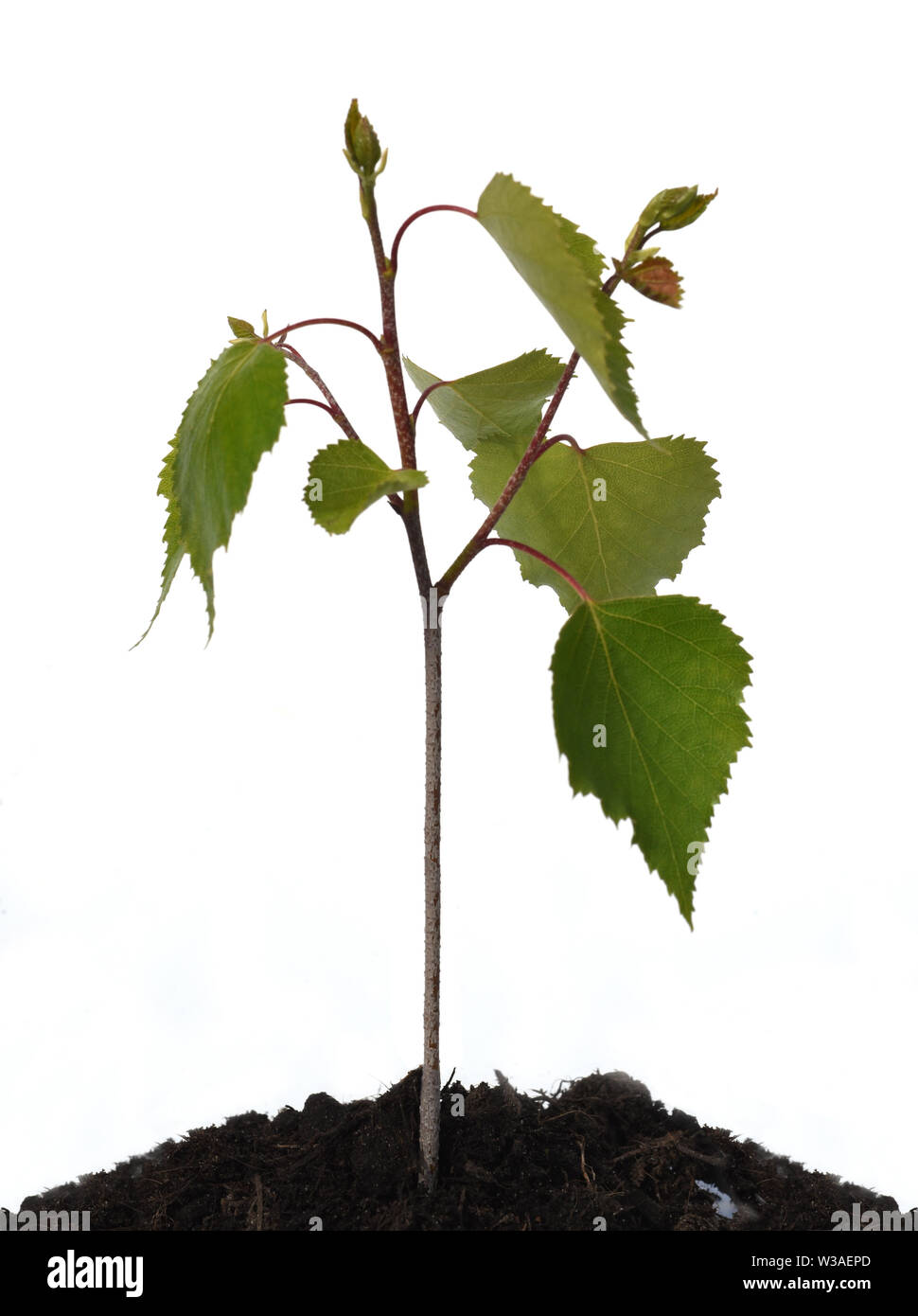 Birkenbaum; Birke; Sproessling; Jungpflanze; Betula Stock Photo