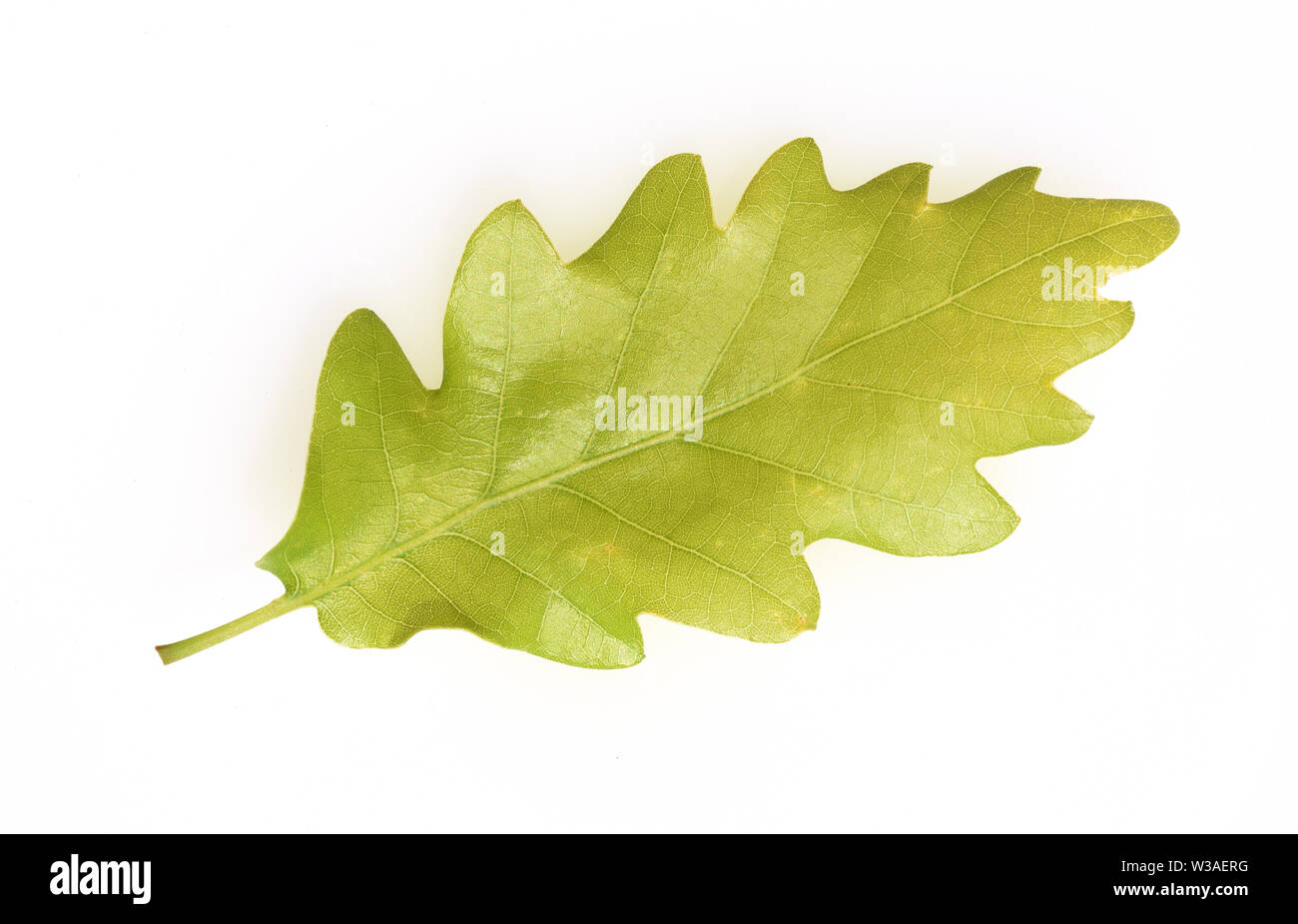 Eichenblatt hi-res stock photography and images - Alamy