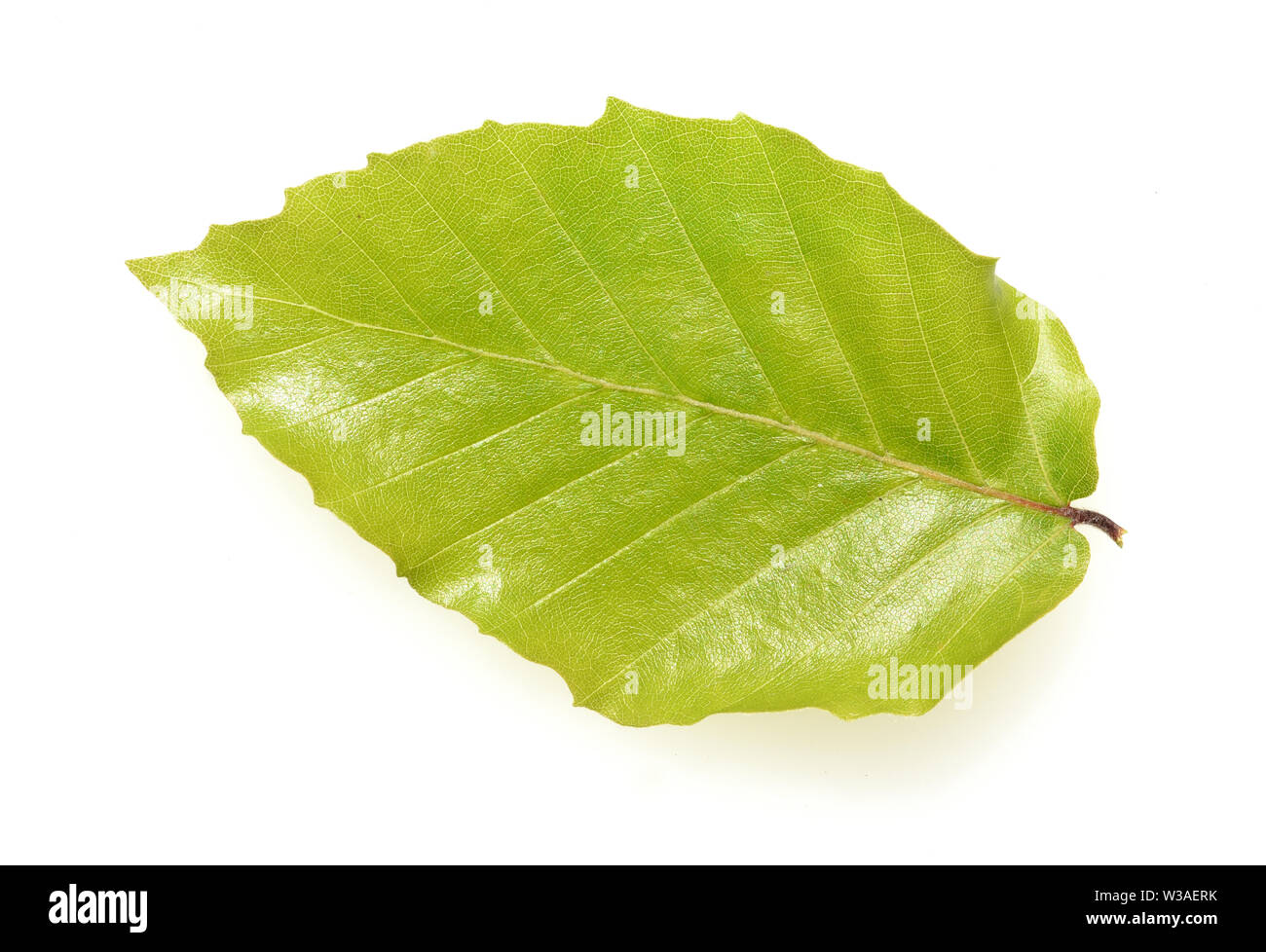 Buche, Rotbuche, Fagus, sylvatica Stock Photo