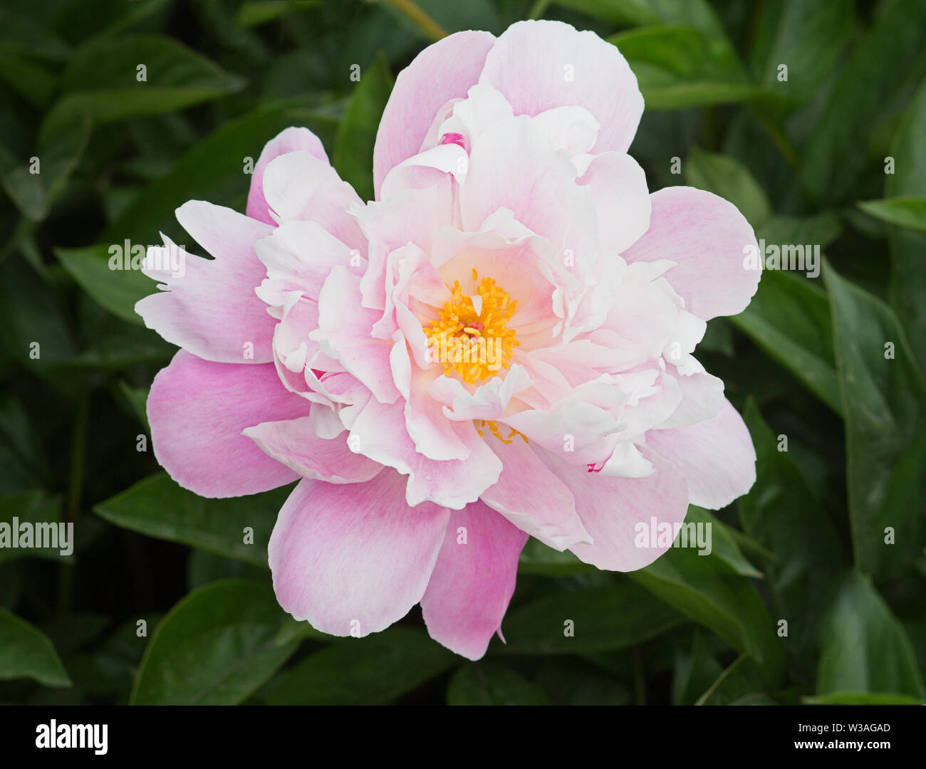Top view of a blooming peony in the garden in summer. Stock Photo