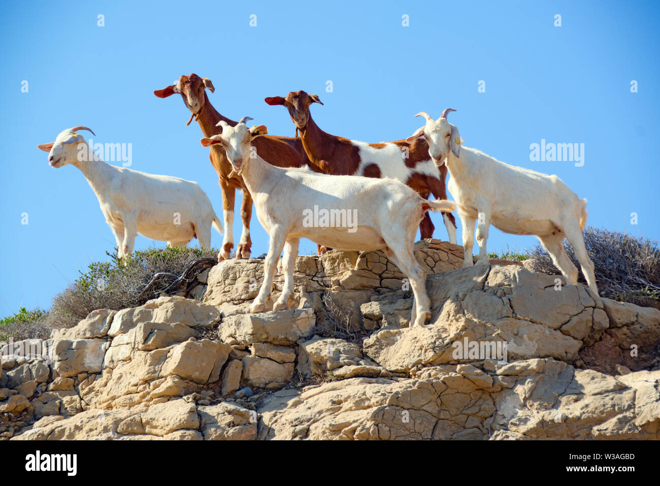 A group of goats of the “kri-kri” breed (Capra hircus cretica) on the
