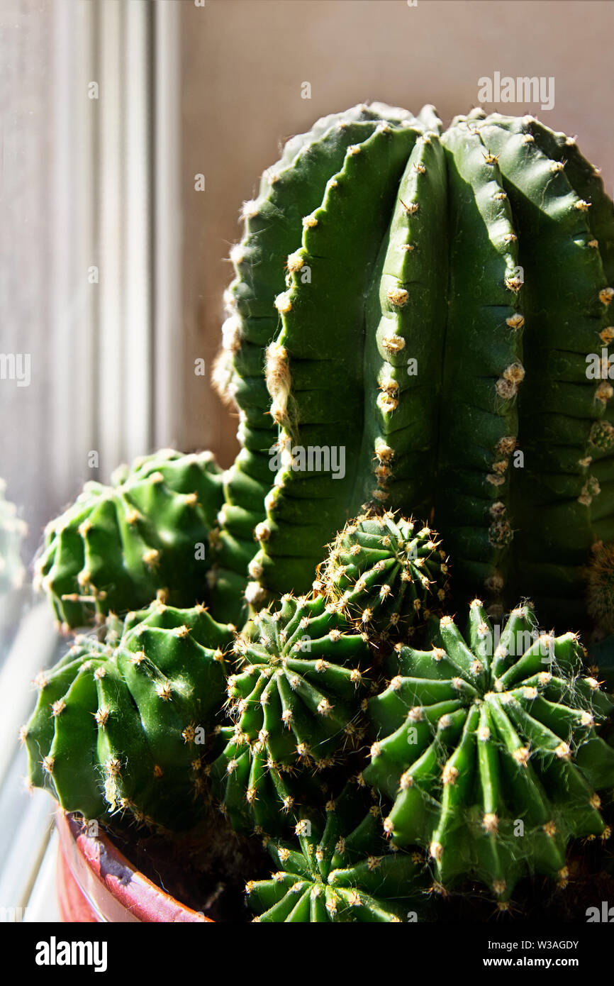 Houseplant cactus (Echinocactus) in flower pot on window sill. Stock Photo