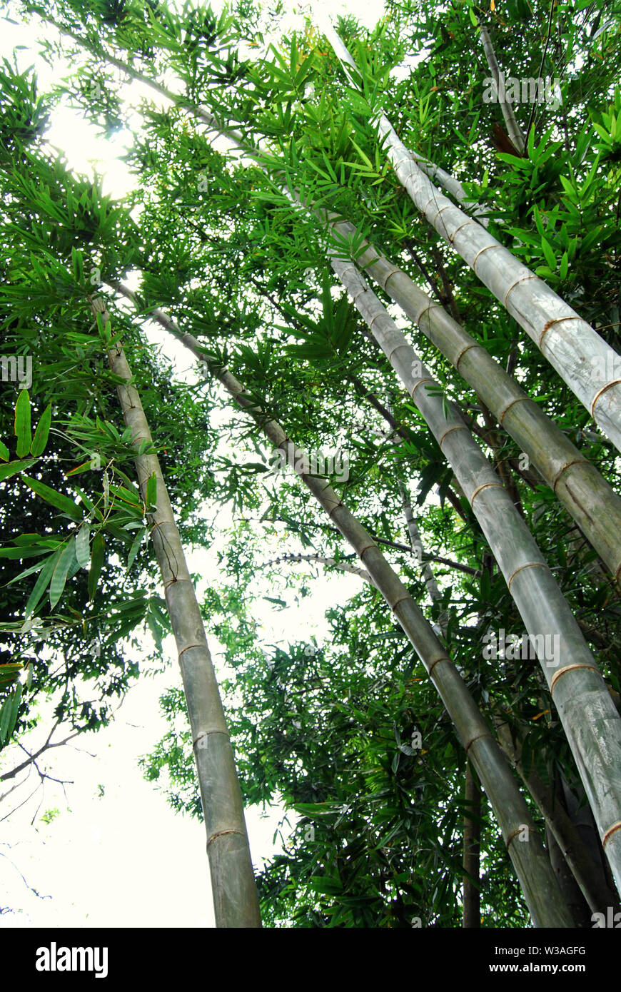 Giant bamboo in the Royal Botanical Garden, Kandy, Sri Lanka, underside