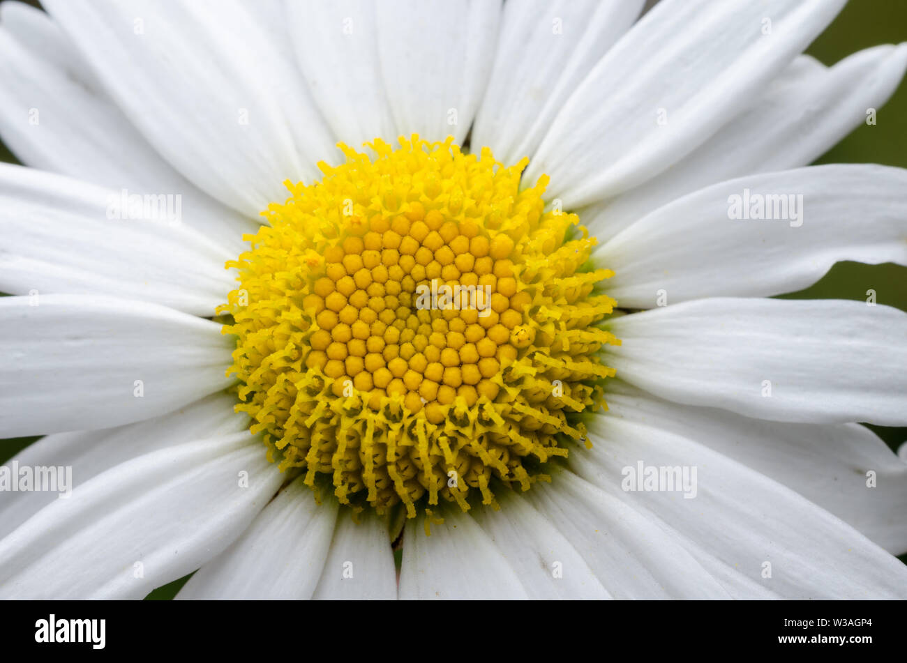 Bellis perennis, Asteraceae, Macro photograph of a Common Daisy Flower Stock Photo