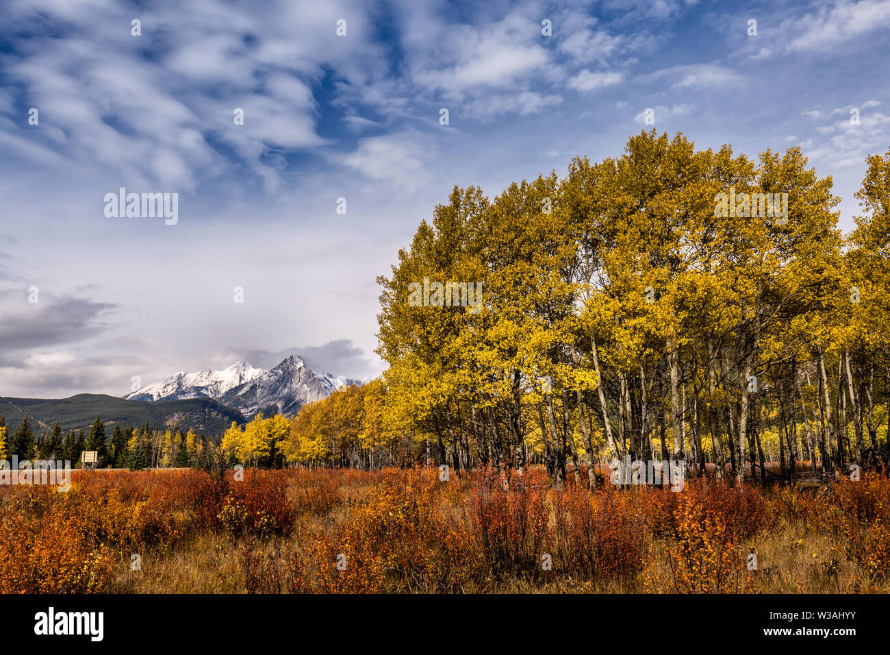 Yellow larches and snowy mountains at Kananaskis National Park, Canada ...