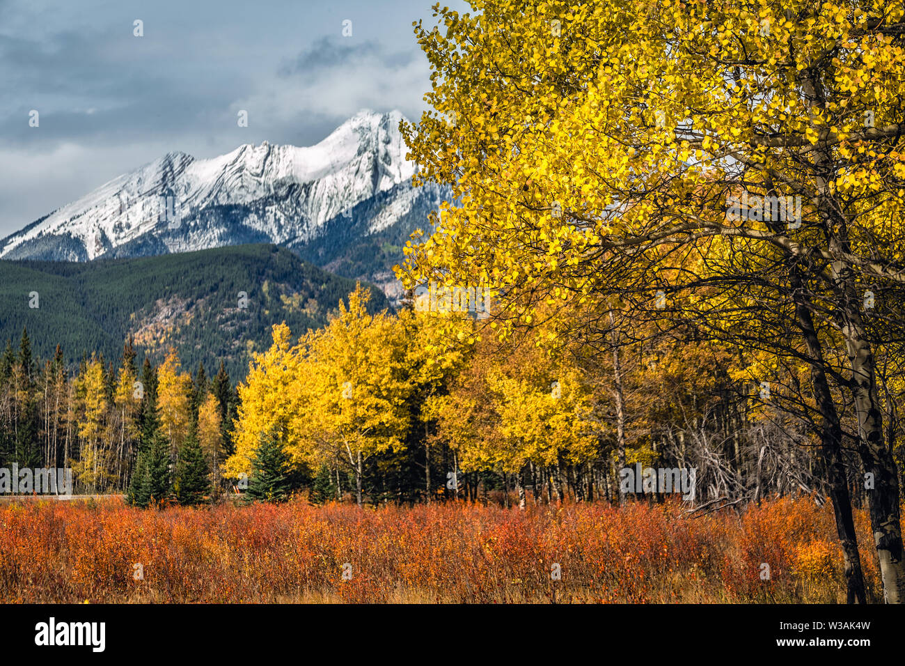 Yellow larches and snowy mountains at Kananaskis National Park, Canada ...