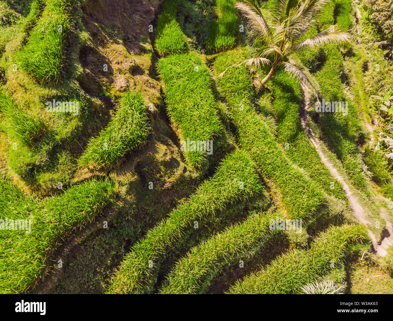 Rice Terrace Aerial Shot. Image of beautiful terrace rice field Stock Photo