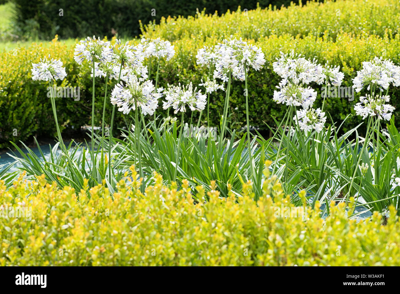 Flowering white agapanthus flowers or African lily, Agapanthus africanus, in a garden amongst low hedges in a summer landscape Stock Photo