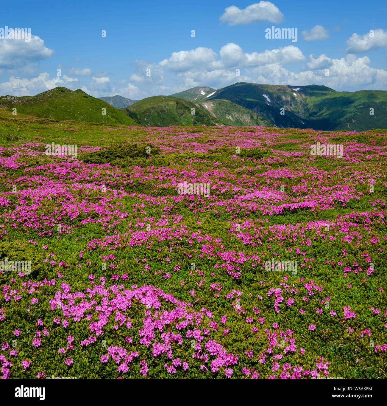 Blossoming slopes (rhododendron flowers ) of Carpathian mountains, Chornohora, Ukraine. Summer. Stock Photo