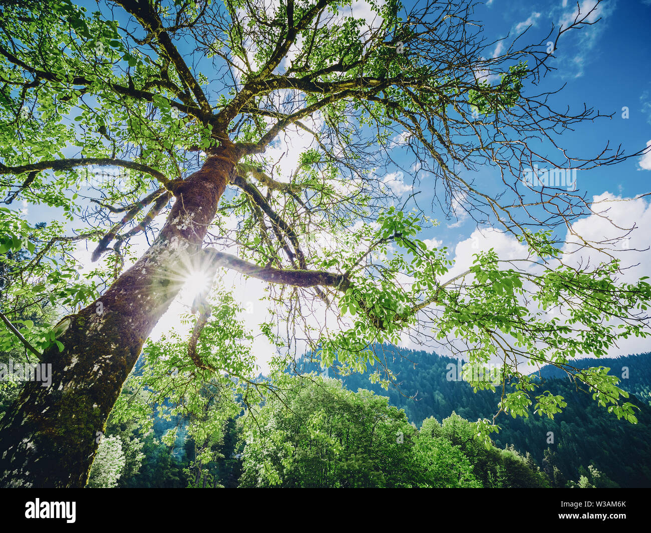 Spring Forest Tree Stock Photo Alamy