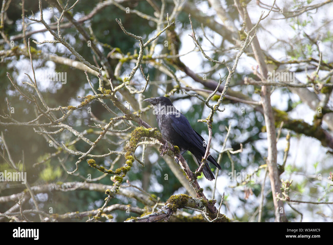 Raven tree hi-res stock photography and images - Alamy