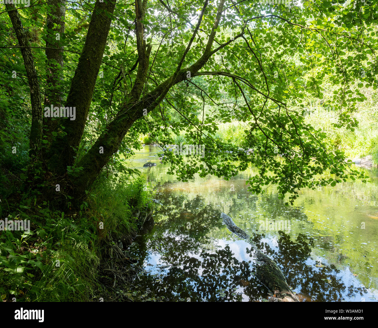 green leaves of old tree reflected in water of river ourthe near houffalize in belgian ardennes region Stock Photo