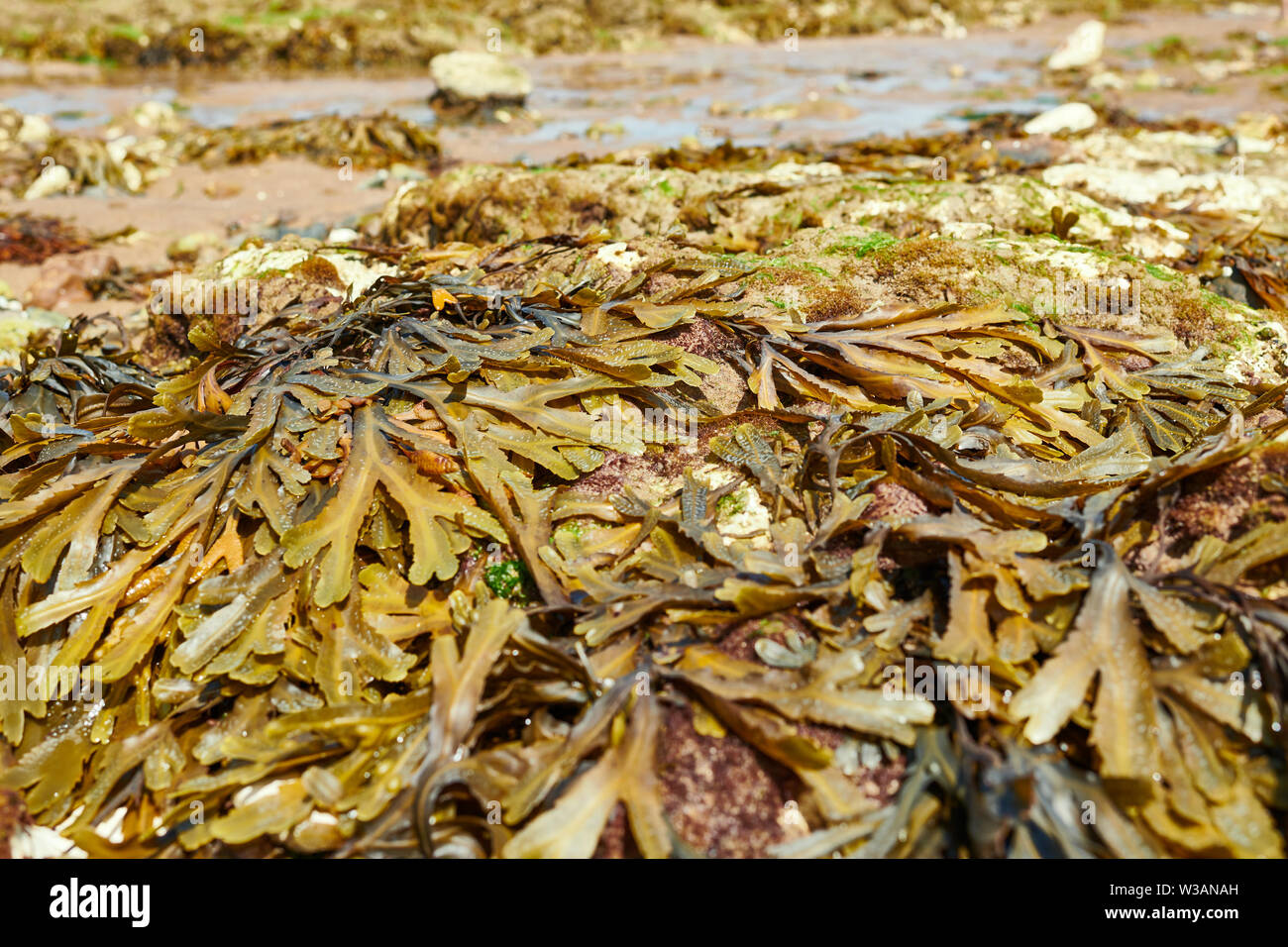 Seaweed on beach Stock Photo