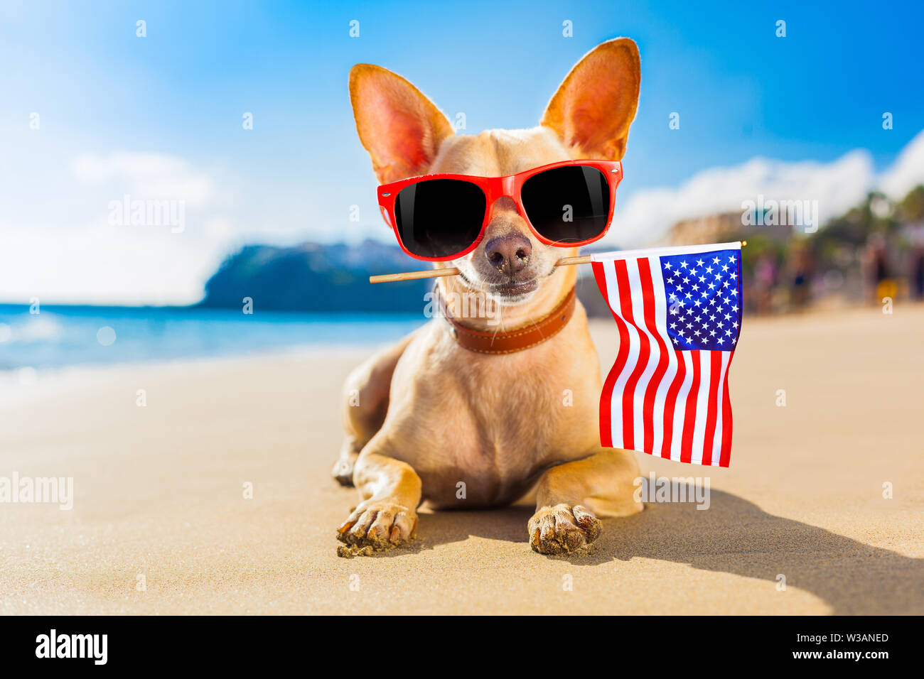 chihuahua dog at the ocean shore beach wearing red funny sunglasses and