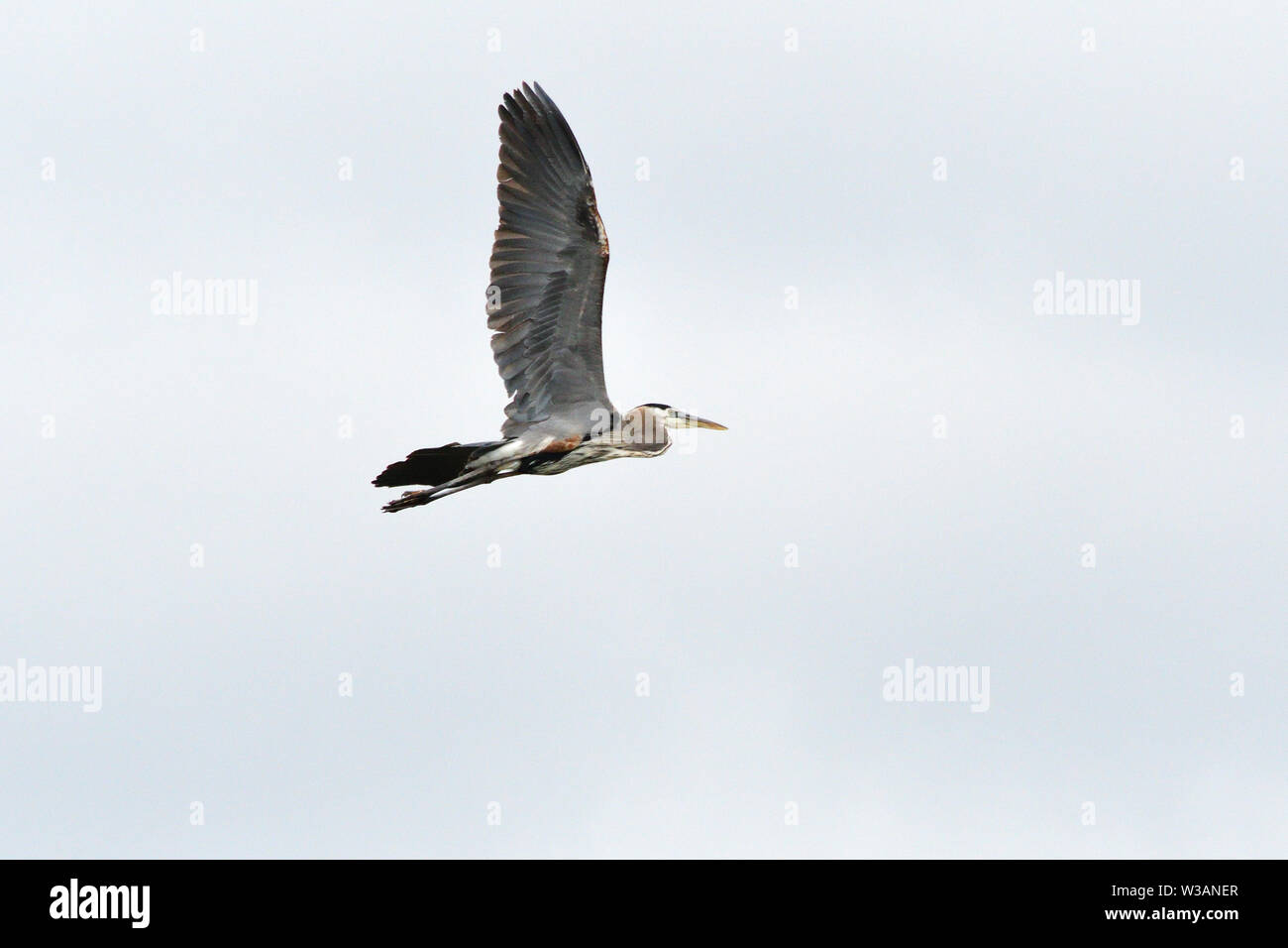 Greater Blue Heron in flight over lake Buchanan TX Stock Photo