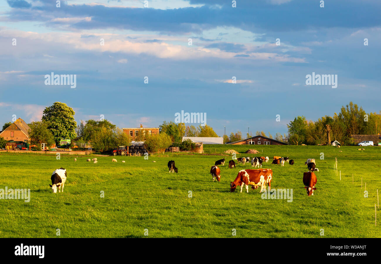 Cows grazing in lush green grass field hi-res stock photography and ...