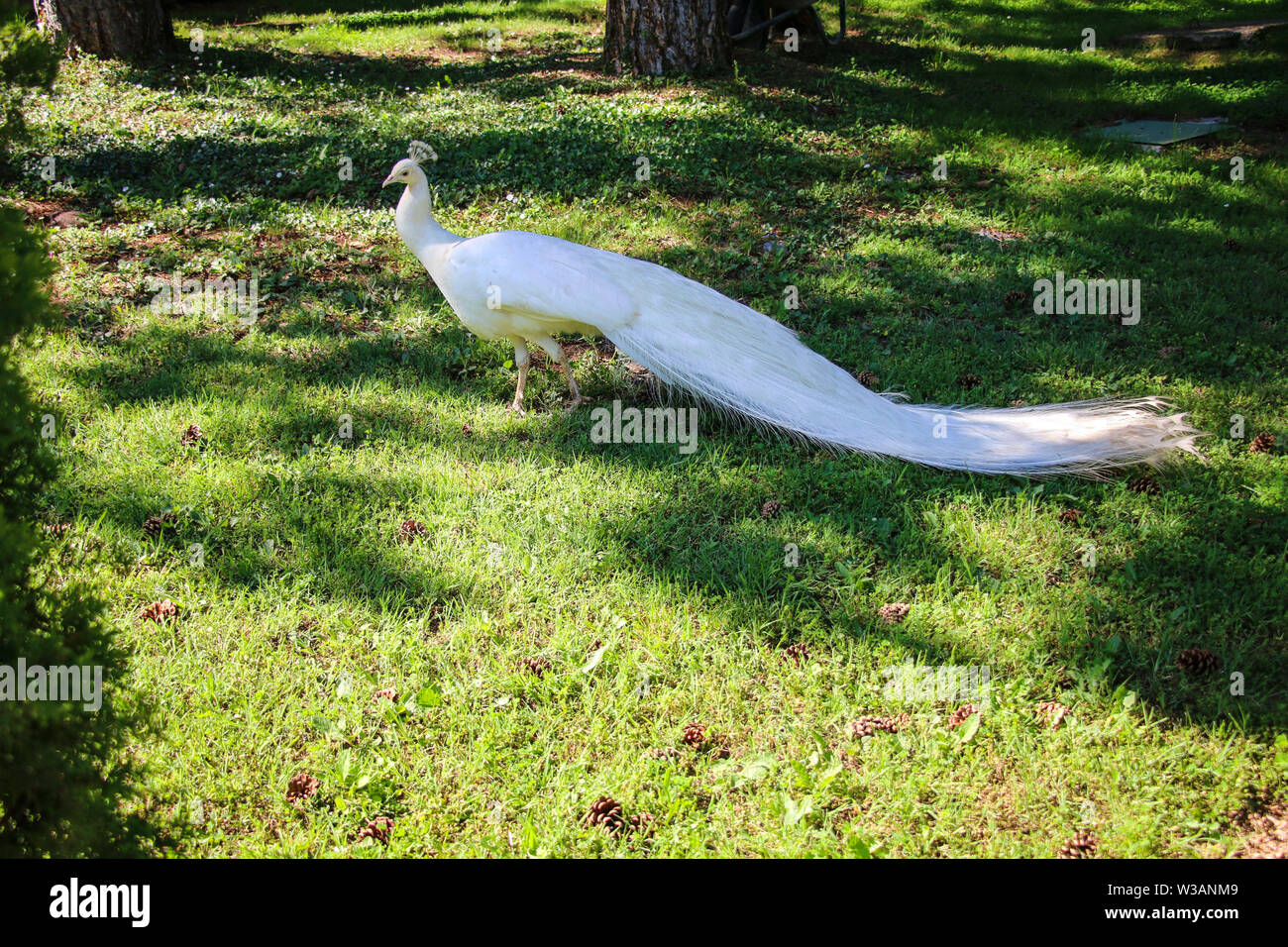 White peacock walking on the green grass in the park Stock Photo - Alamy