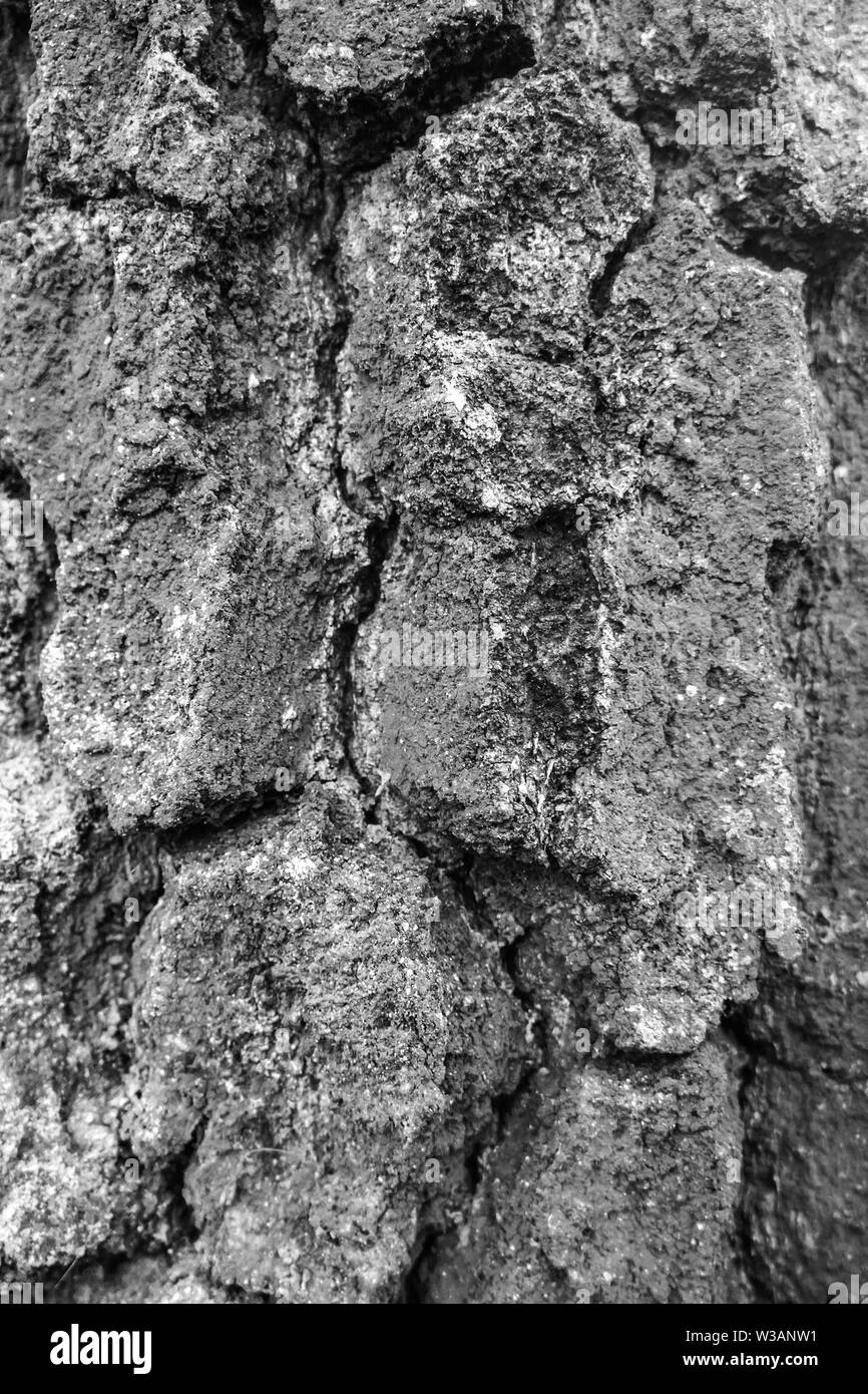the surface of the oak bark has a macrostructure of wood damaged by bark beetle. The concept of pest control. Black-white. Stock Photo