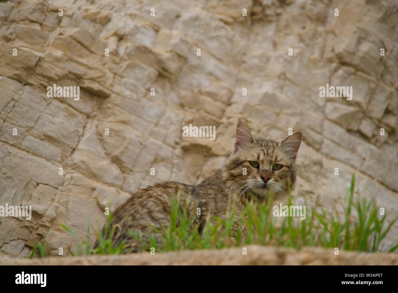 Unique view up to a cat lying in some grass on the bottom, a rock in the background Stock Photo