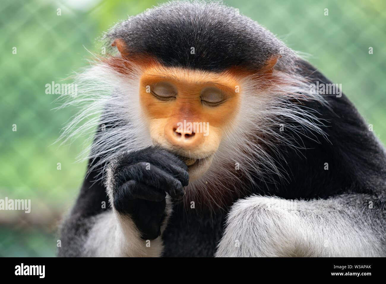 behavior of red shanked Douc Langur (Pygathrix nemaeus) Stock Photo