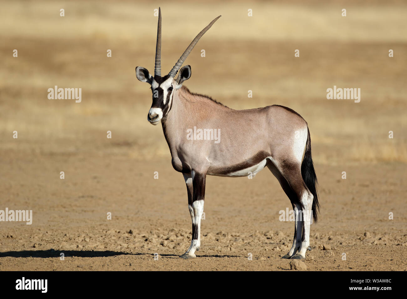 gemsbok-antelope