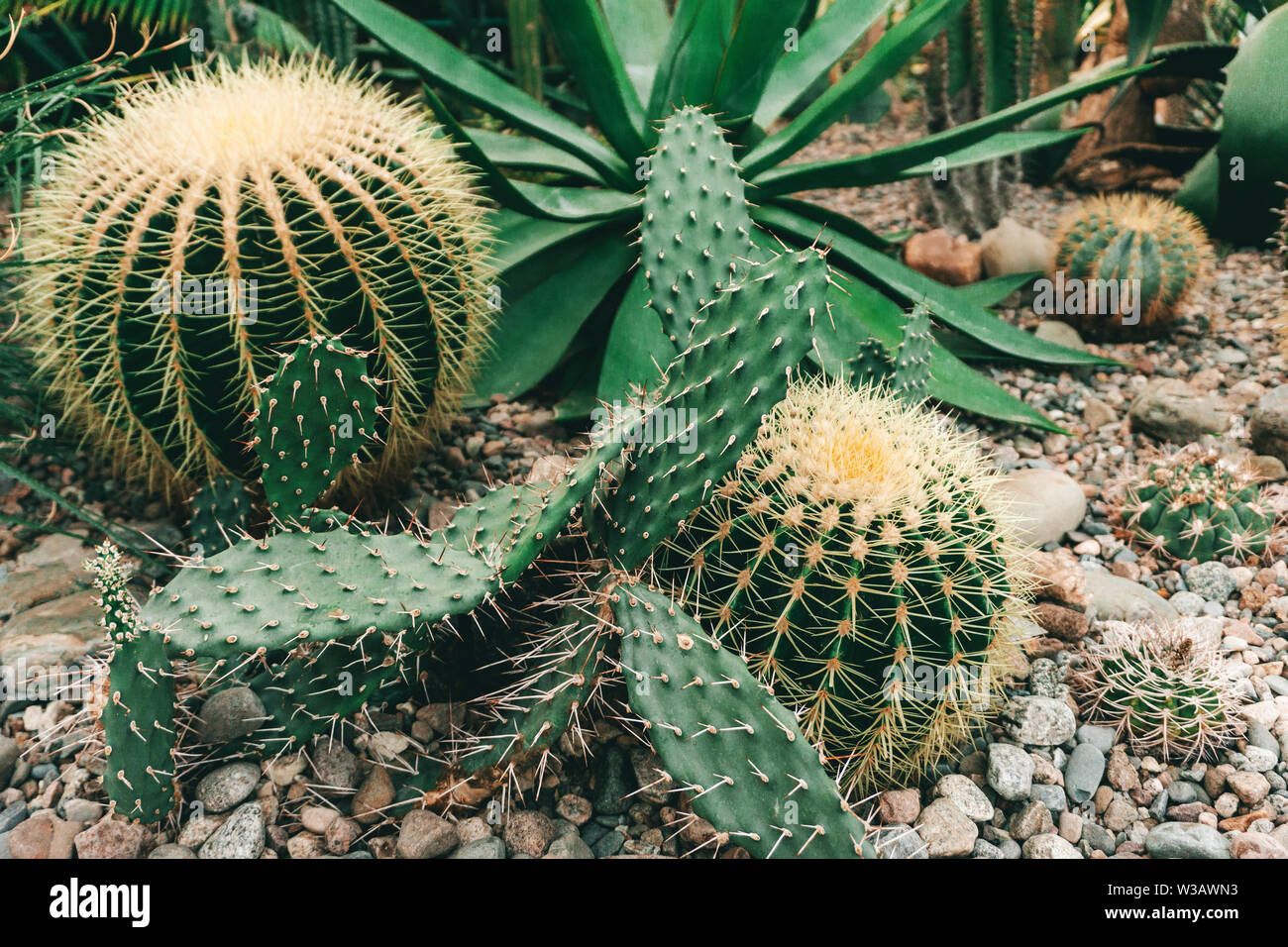 Cactus (Cacti) in the desert. Varieties of plants and desert succulents. Stock Photo