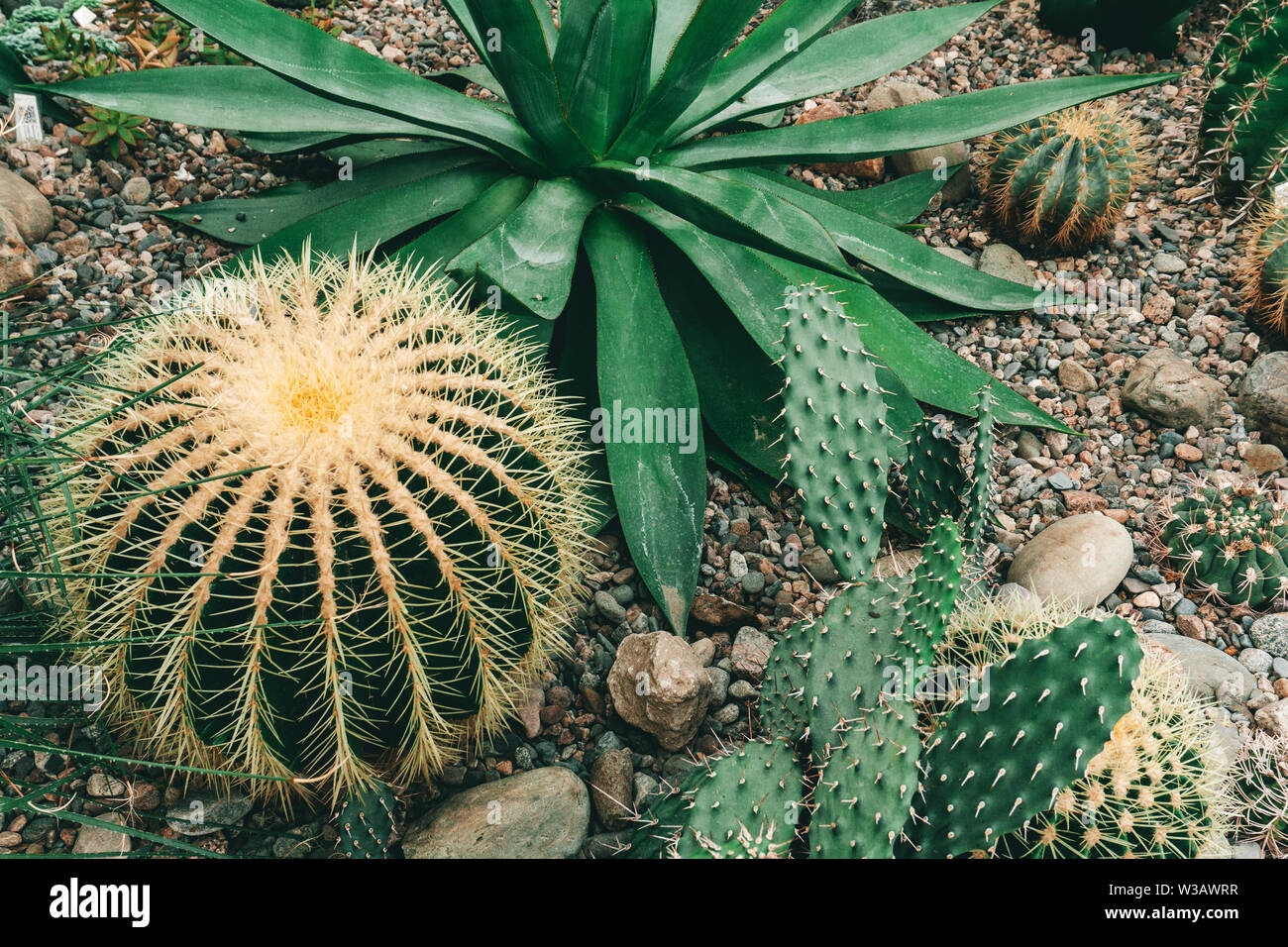 Cactus (Cacti) in the desert. Varieties of plants and desert succulents. Stock Photo