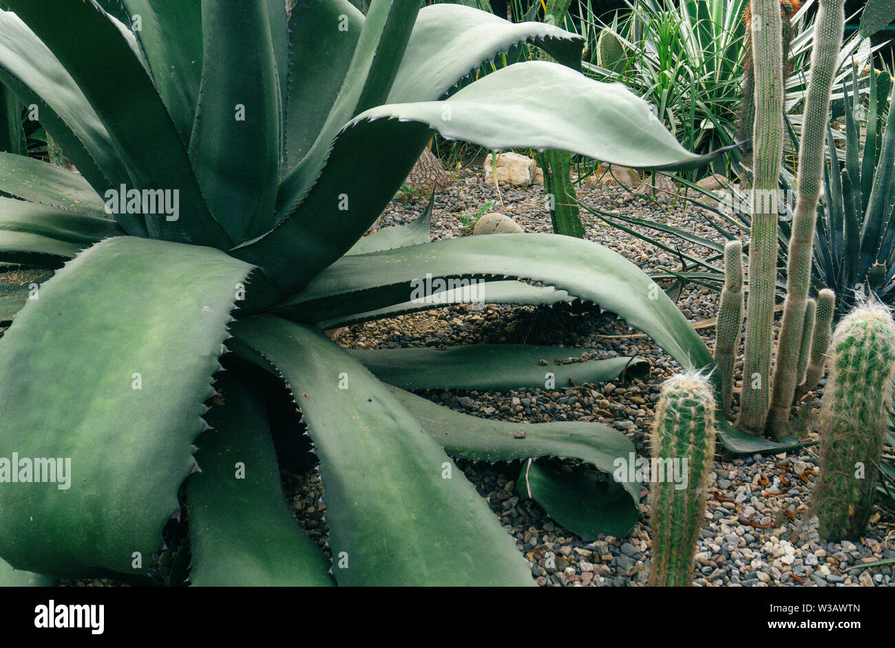 Cactus (Cacti) in the desert. Varieties of plants and desert succulents. Stock Photo