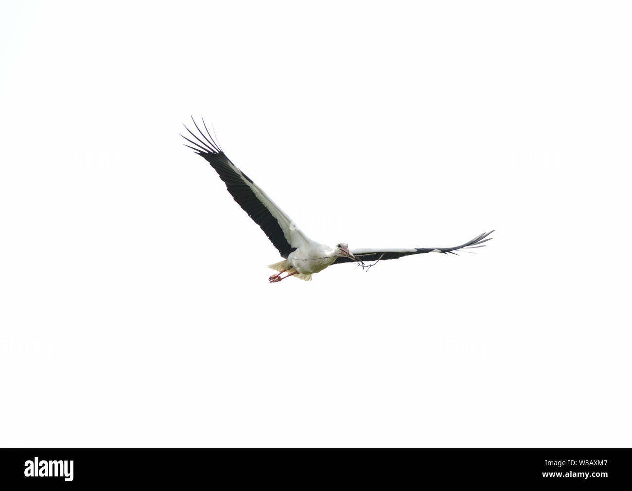 Stork Flying in the Sky with Wings Spread and Branch in Beak Stock Photo