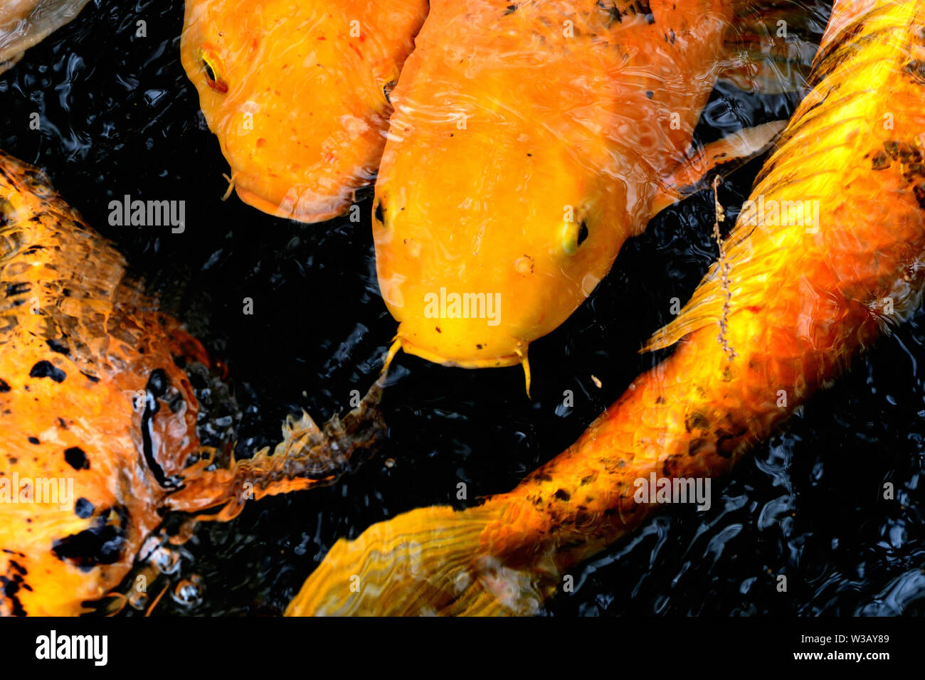 close up of large Japanese Koi Fish Stock Photo