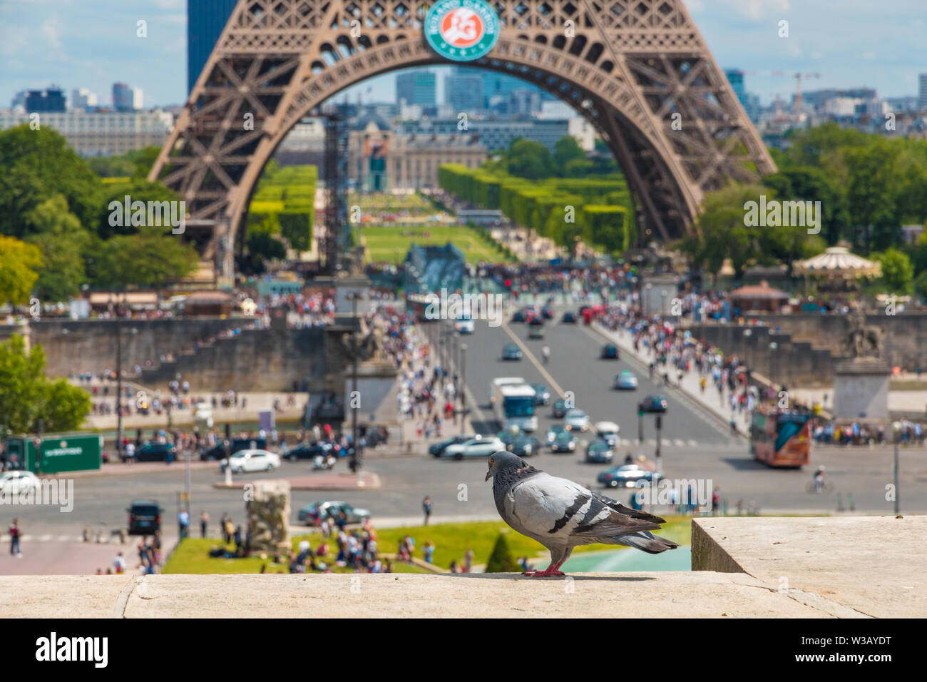 Great close-up picture of a feral pigeon (Columba livia domestica) on a parapet looking down at the garden of the Trocadéro with the famous Eiffel... Stock Photo
